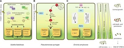 Persistence in Phytopathogenic Bacteria: Do We Know Enough?